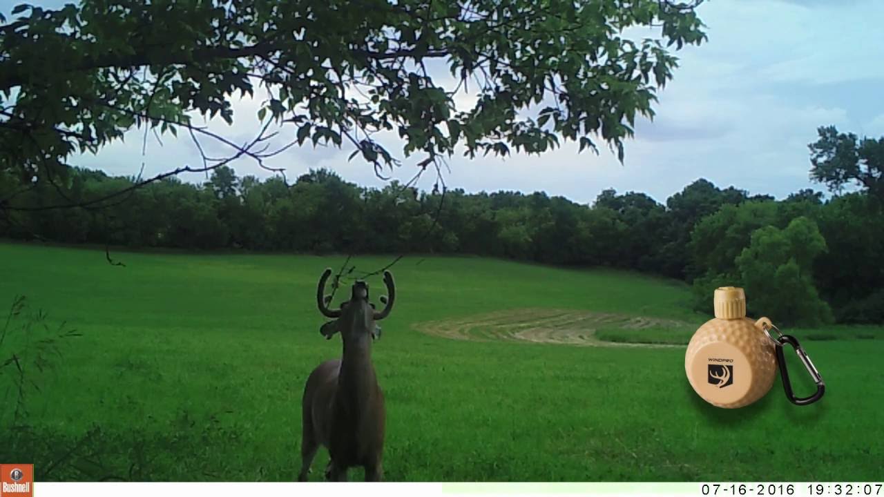 July Mock Scrape Action!!  Yes July!!