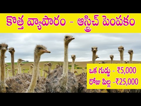 ఆస్ట్రిచ్ పెంపకం - లాభాలు ఎంత? మార్కెటింగ్  ఎలా? | Ostrich Farming in Telugu