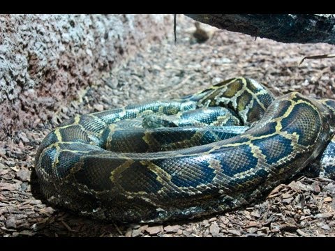 Riesenpython verdaut ihr Essen im Reptilienhaus Landau (mehr als 5 m Länge) Pythonoidea