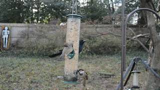 ABY 044 So Many Sparrows So Few Perches - CatTV - Videos for Cats, Bird Feeder, Bird Watcher by Andy's Back Yard 69 views 1 year ago 12 minutes, 47 seconds