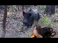 Omak yaban domuzu avımız / Wild boar hunting