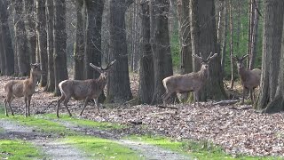 Herten steken 2 lanen over - Deer cross 2 lanes