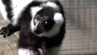 Lemur Calls! Ringtailed and blackandwhite ruffed lemurs arrive