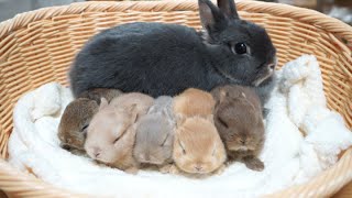 Five colors of baby rabbits compete for milk [Netherland Dwarf]