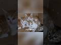 母を亡くした四匹の子猫 #子猫 #保護猫 #里親募集 #ミルクボランティア #小さな命
