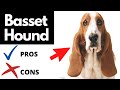 Basset Hound Pros And Cons | The Good AND The Bad!!