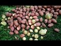 Восточный Казахстан  Выращивание картофеля органическим методом