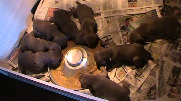 Slovakian Rough Haired Pointer puppies