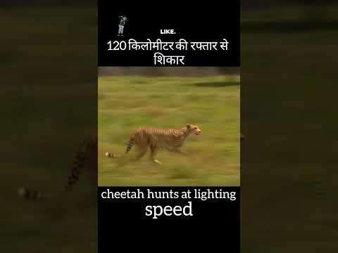 cheetah speed #cheetah hunting #shorts #kabuandshibu #chotamogli