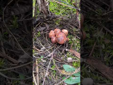 ГРИБЫ ПУЧКАМИ!