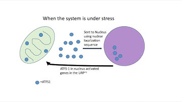 UPR in the Mitochondria