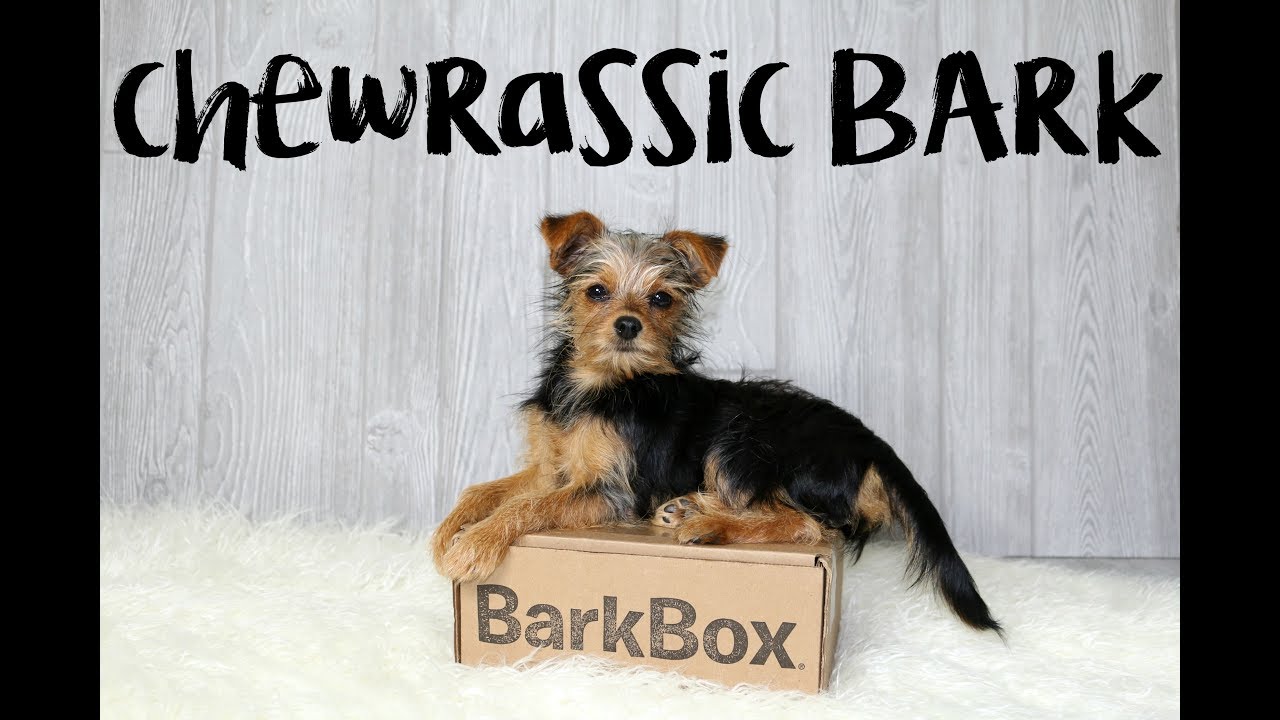 Chewrassic Bark | June 2017 Bark Box