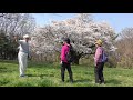 一本桜(埼玉県所沢市山口)