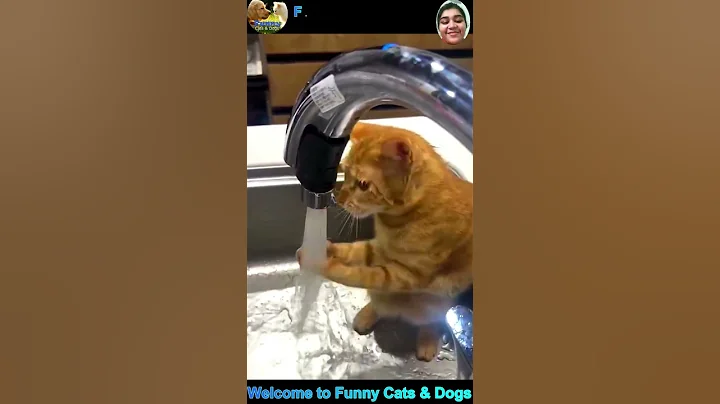 funny videos of cats and dogs #cat #dog #funny #shorts #cats #dogs #shortvideo #viral