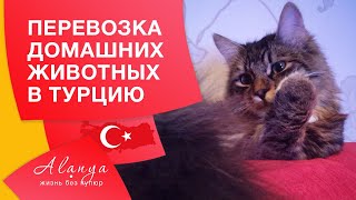 Турция, Аланья. Ввоз животных в Турцию. Переезд в Турцию на ПМЖ с домашними животными.