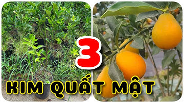 Kim quất mật Đài Loan đời 3 trái to siêu ngon | 0386569374 - Ngọc Ngân Bến Tre | Chuyên cây độc lạ
