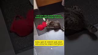Untung Ada Yang In  comedy short fyp viral kucinglucu  kompilasi hewanlucu