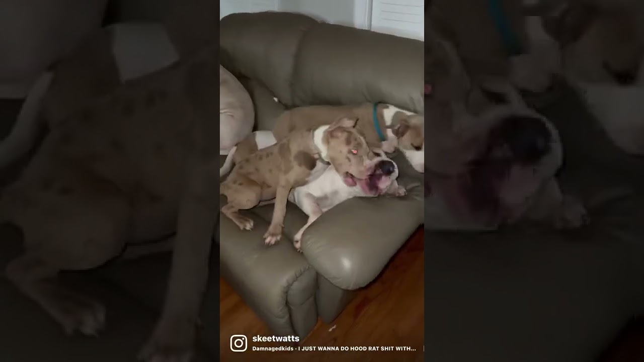 Watch all my female dogs are f****** crazy 😂😂😂 #ESK9s on YouTube Watch all my female dogs are f****** crazy 😂😂😂 #ESK9s on YouTube