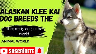 Tøp 10 things You Need to know about Alaskan klee Kai dog breeds