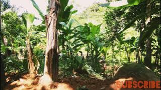  Daily Vlog Kampung Halaman Di Siang Hari Di Cianjur Selatan