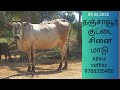 விற்பனை பதிவு தரமான தஞ்சாவூர் குட்டை சினை மாடு @athiracattles4372