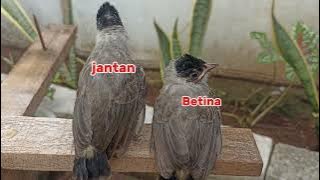 Cara membedakan anakan burung kutilang jantan dan betina[Ciri-ciri anakan kutilang jantan dan betina