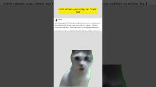 Cats and accidents tumblr post