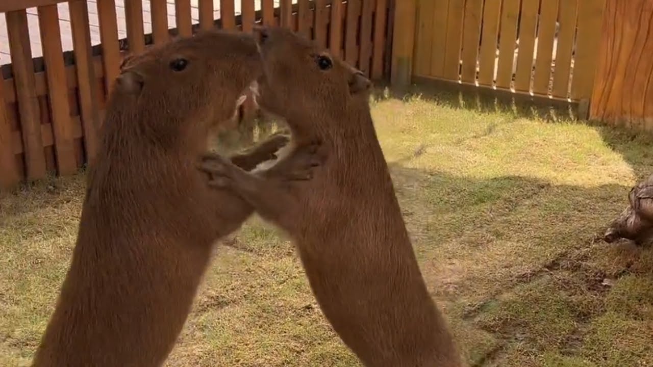 Top 10 Capybara | They Fight Each Other - YouTube