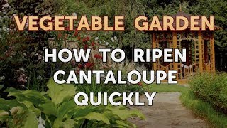 Famous How to Ripen Cantaloupe Quickly Profile