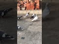 Pigeon lover shots trending viral viralhappiness youtube kabutar