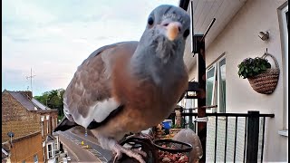 New Wood Pigeon Fledgling Arrives, Over Protective Mum Edition! / Balcony Bird Table 4K
