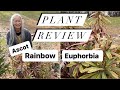Ascot Rainbow Euphorbia Plant Review Ascot Rainbow Euphorbia Plant Review