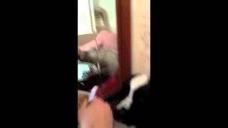 Feeding a dog with megaesophagus