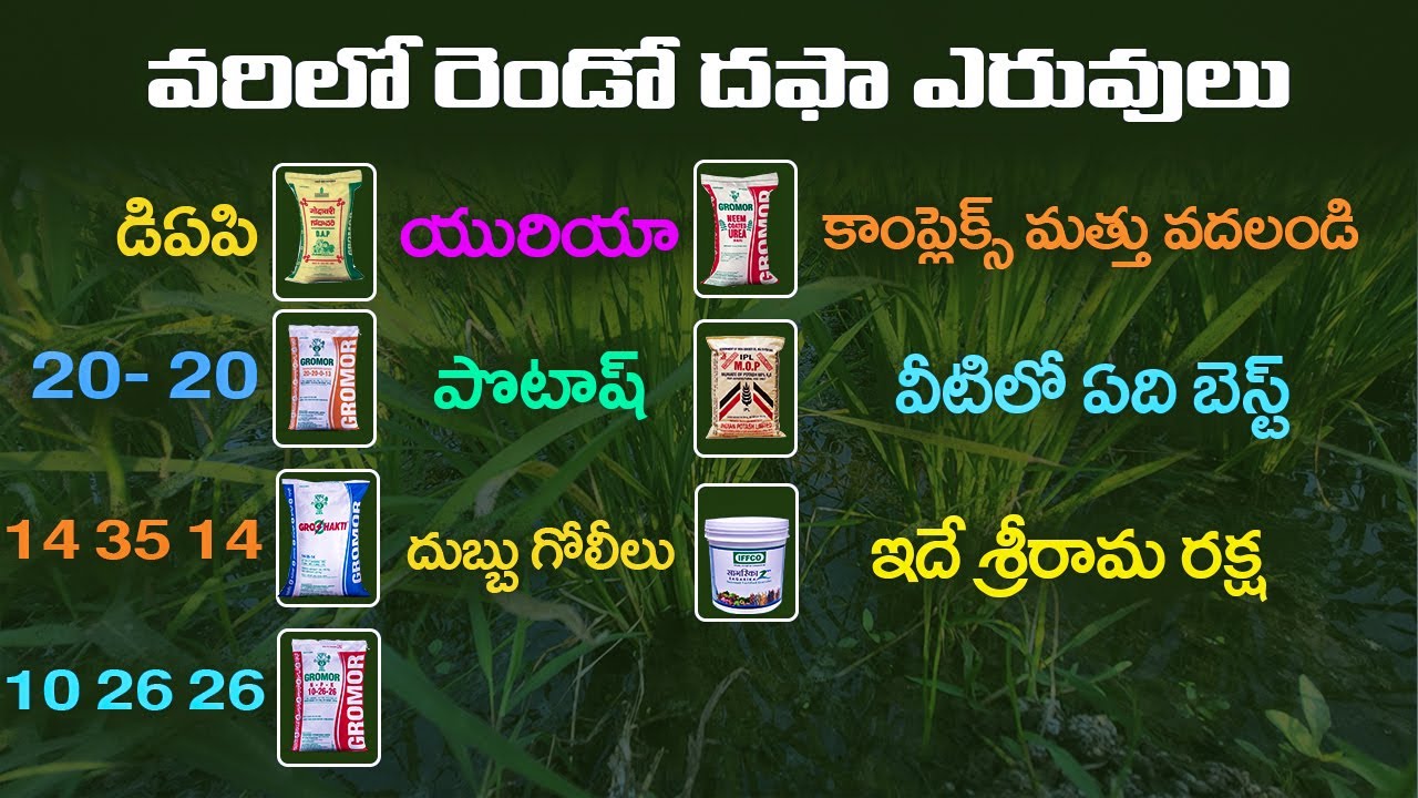 వరిలో ఎరువుల యాజమాన్యం | Fertilizer Management in Rice