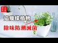 【衛生間風水】這幾樣植物放衛生間，除味防潮滅菌，簡直太好用了！