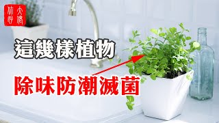 【衛生間風水】這幾樣植物放衛生間除味防潮滅菌簡直太好用了