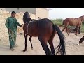 "Power. 🔥Speed. Pedigree. The Future of Horse 🐎 🐎 🐎 Breeding Starts Here"viral video 2025