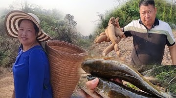 khawb qos mus rau tub koob pub qaib pub Kab taij 27/2/2024