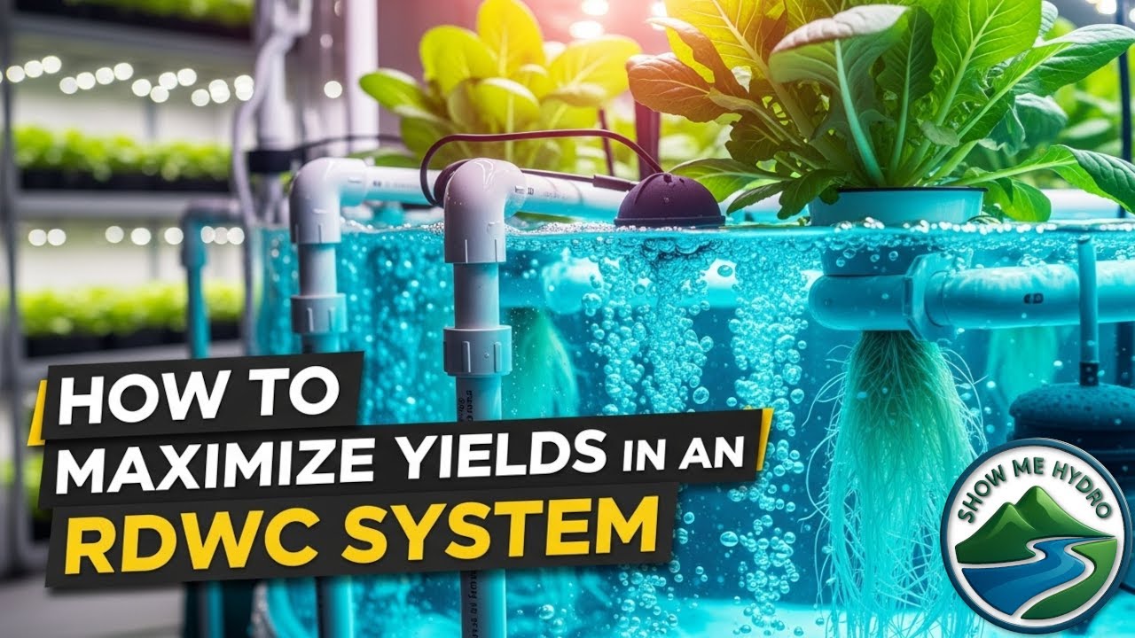 Как максимизировать урожайность в системе RDWC