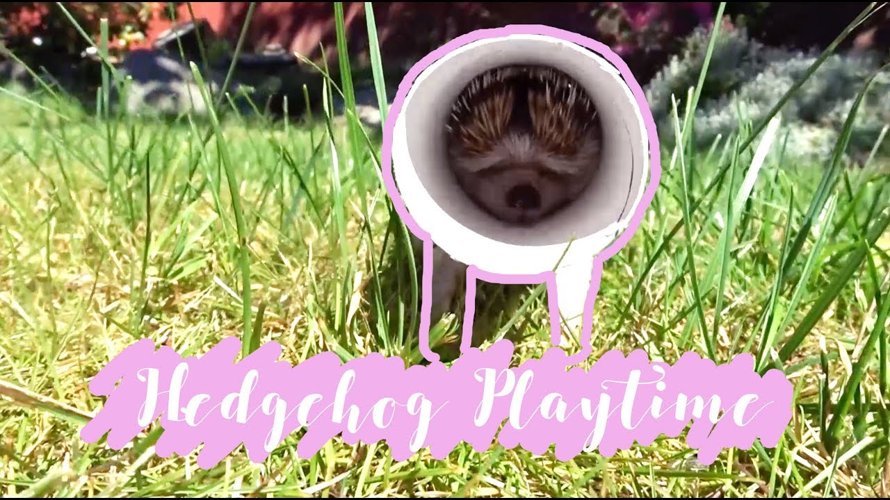 HEDGEHOG PLAYS IN BACKYARD ♡ YouTube