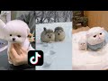 Cute Pets with an adorable song on tiktok