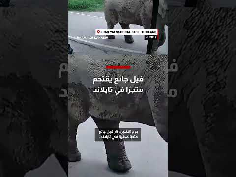 فيل يقتحم متجراً بحثاً عن الحلوى في تايلاند