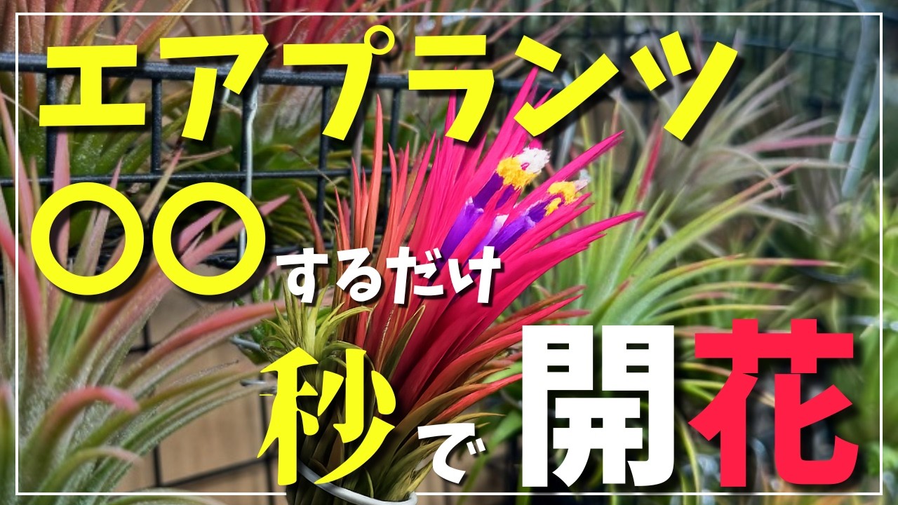 New Common Knowledge] Try This If Your Air Plants Won't Bloom