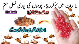 Home Remedy To Get Rid Of Cockroaches | Cockroach Ko Marne Ka Tarika | Homemade Cockroach Killer