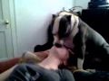 Pit bull kisses