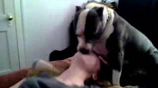 Pit bull kisses