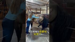 前一秒馬兒痛到跳起，下一秒就沒事了