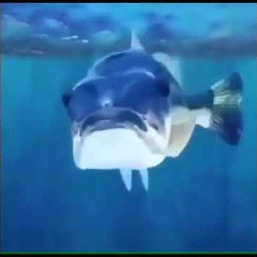 Mamawebo digo glu glu glu | meme