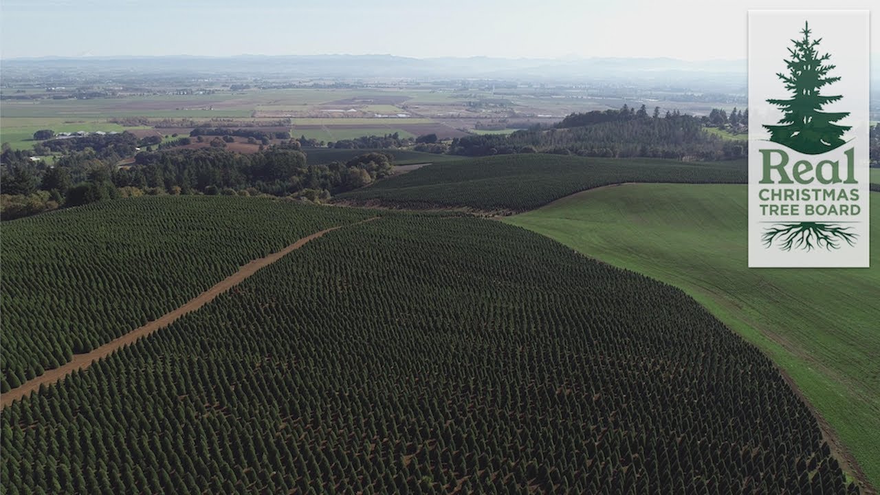 LIVE: Oregon Christmas Tree Virtual Farm Tour - YouTube