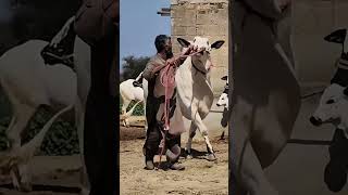 Dhani daba #mahshallah #viral #bull